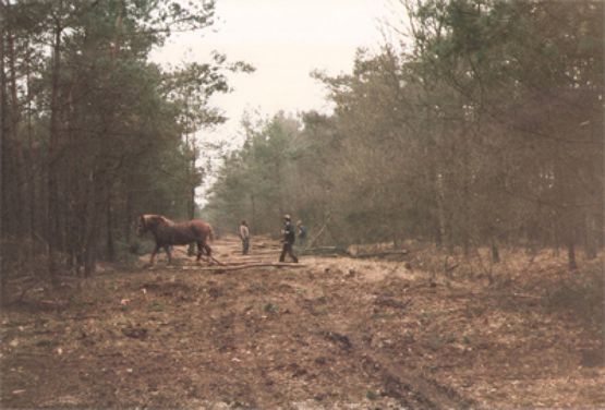 Bosgebied met paard